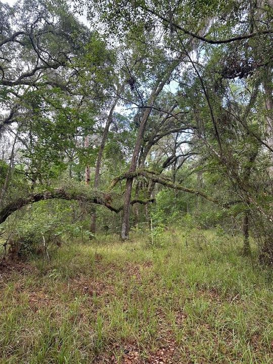 For Sale: $374,000 (10.00 acres)