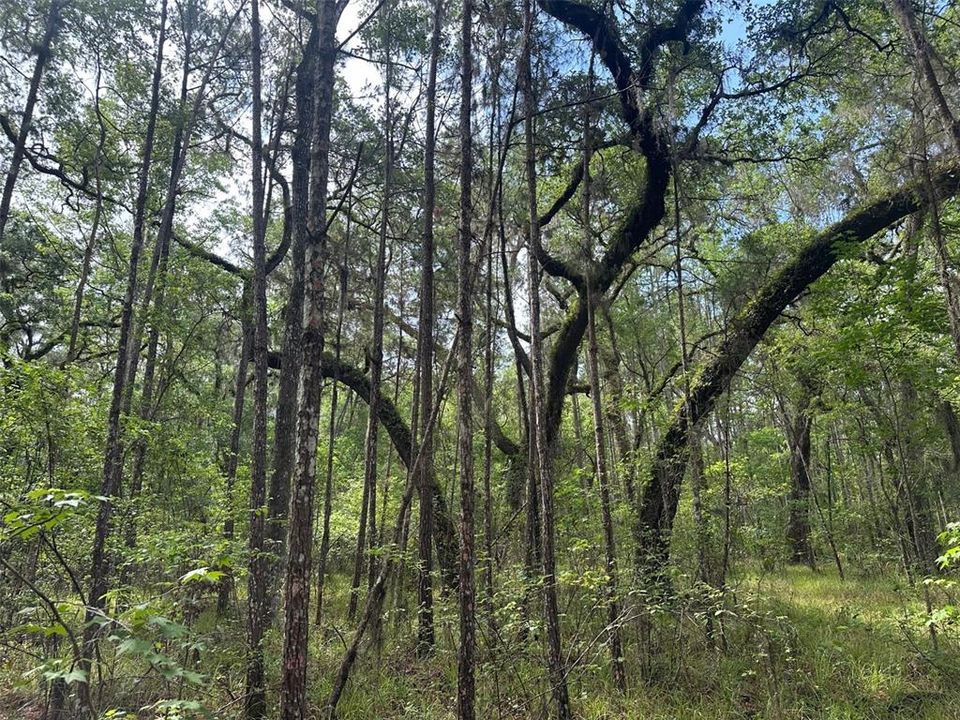 For Sale: $374,000 (10.00 acres)