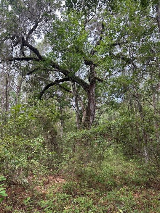 For Sale: $374,000 (10.00 acres)