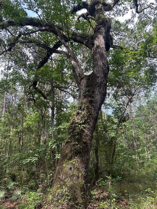 For Sale: $374,000 (10.00 acres)