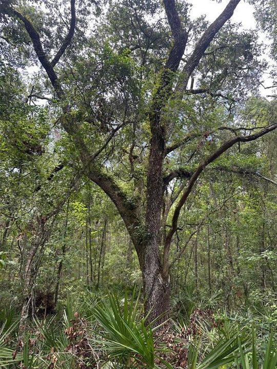 For Sale: $374,000 (10.00 acres)