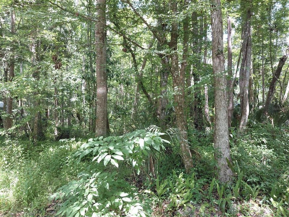 BEAUTIFUL MATURE TREES