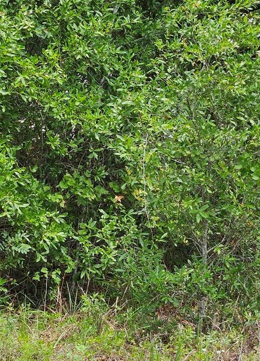 For Sale: $25,000 (0.20 acres)