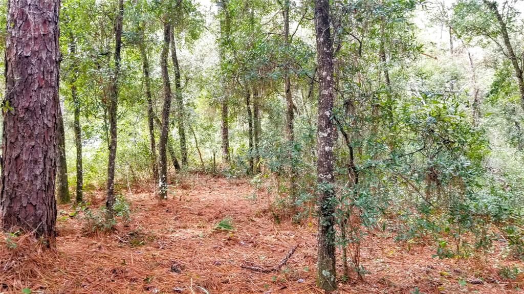 Activo con contrato: $17,999 (0.38 acres)