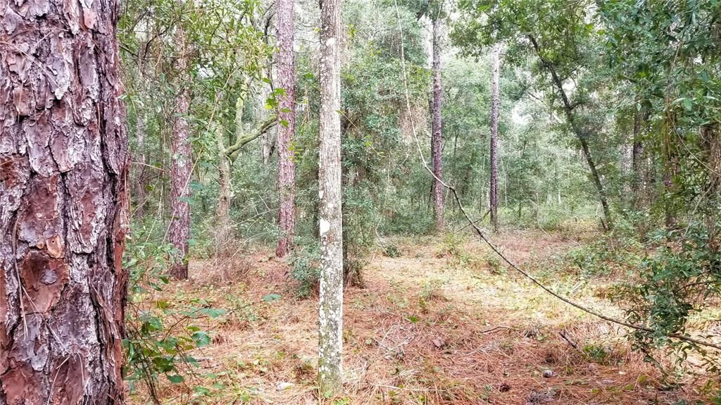 Activo con contrato: $17,999 (0.38 acres)