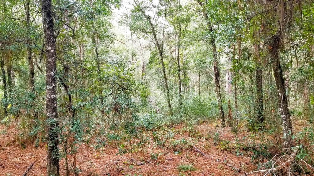 Activo con contrato: $17,999 (0.38 acres)