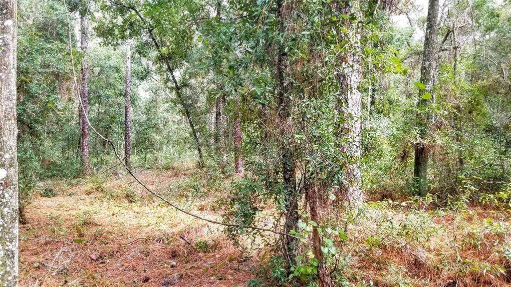 Activo con contrato: $17,999 (0.38 acres)