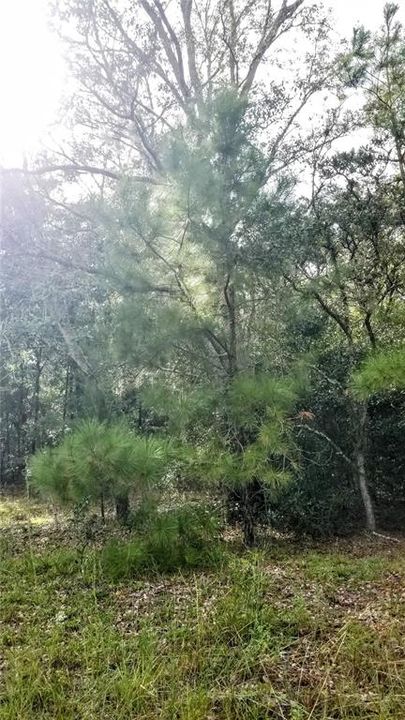 Activo con contrato: $21,299 (0.44 acres)