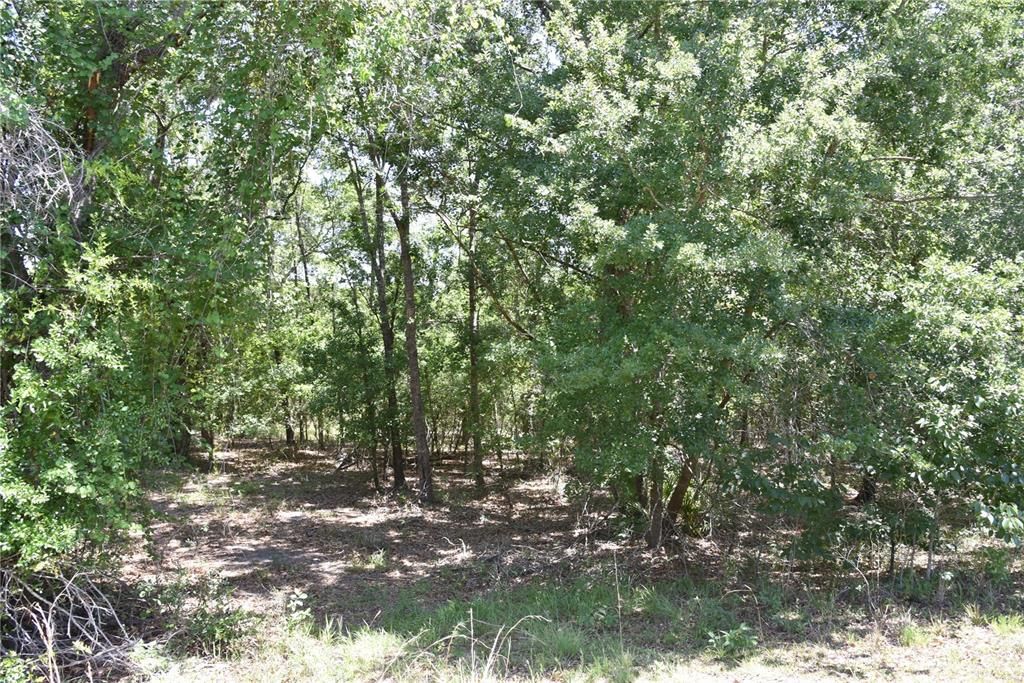 For Sale: $209,000 (12.02 acres)