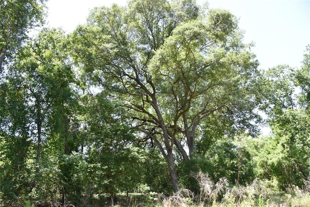 For Sale: $209,000 (12.02 acres)