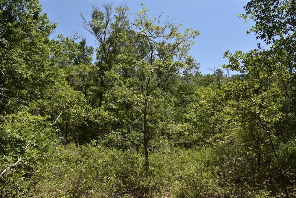 For Sale: $209,000 (12.02 acres)