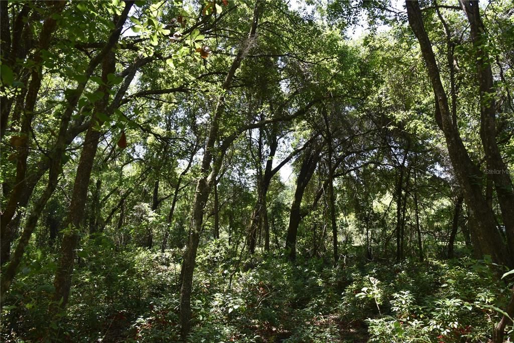 For Sale: $209,000 (12.02 acres)