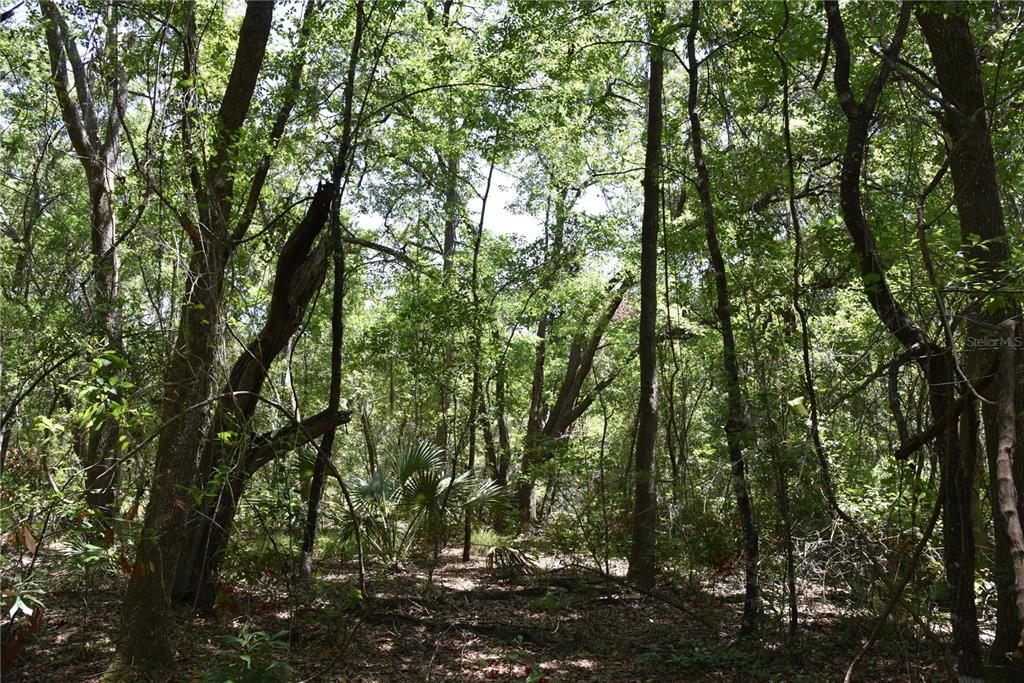 For Sale: $209,000 (12.02 acres)