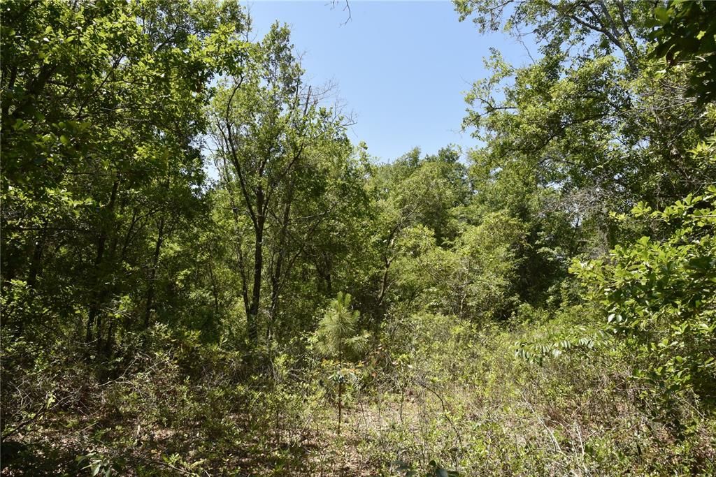 For Sale: $209,000 (12.02 acres)
