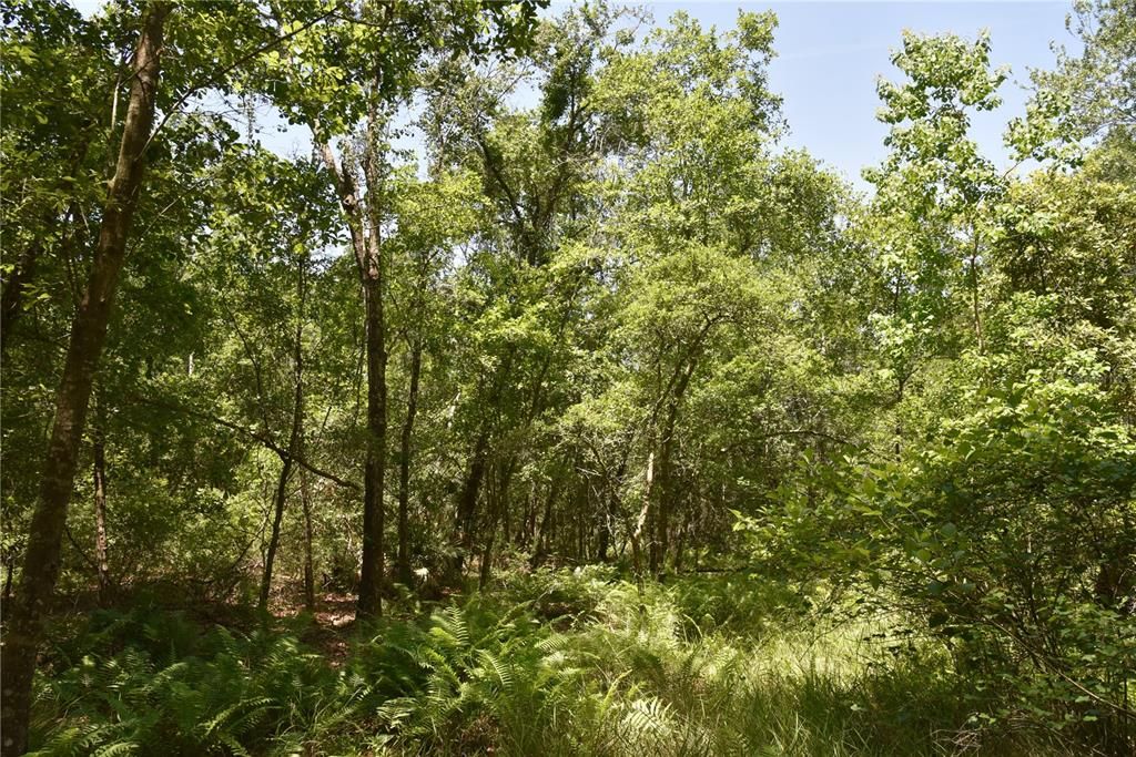 For Sale: $209,000 (12.02 acres)