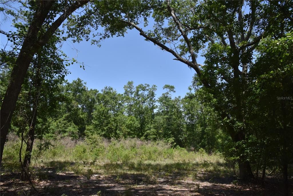 For Sale: $209,000 (12.02 acres)