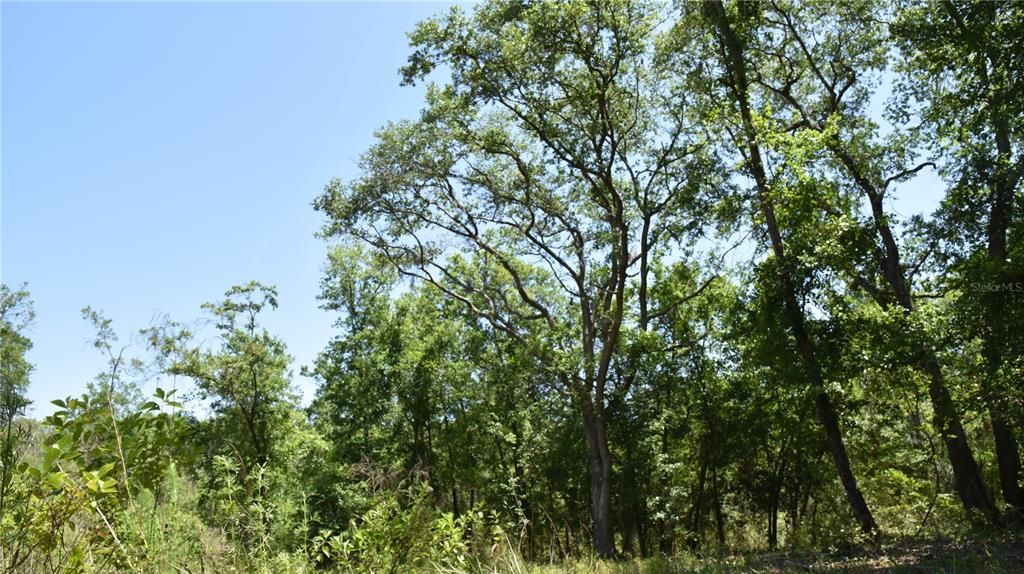 For Sale: $209,000 (12.02 acres)