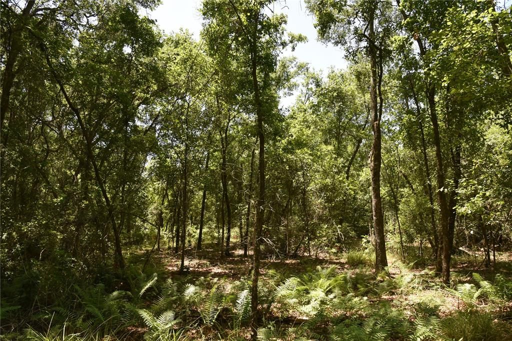 For Sale: $209,000 (12.02 acres)