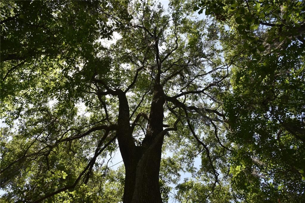 For Sale: $209,000 (12.02 acres)