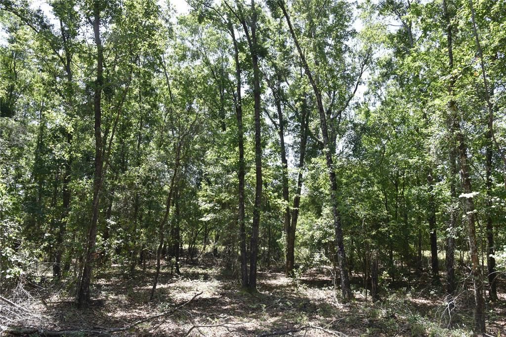 For Sale: $209,000 (12.02 acres)