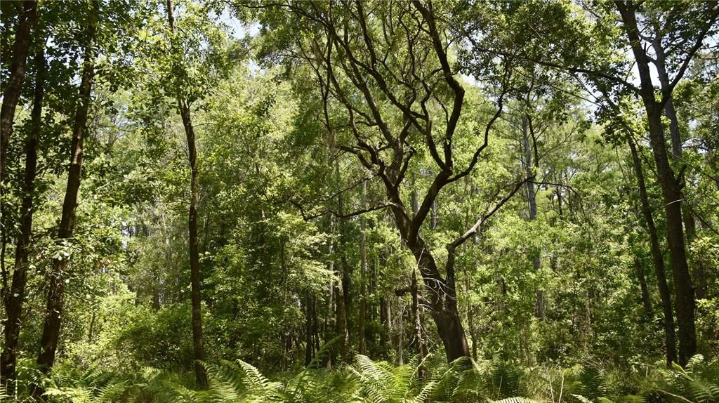 For Sale: $209,000 (12.02 acres)