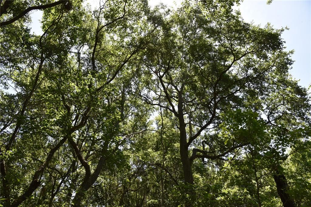 For Sale: $209,000 (12.02 acres)