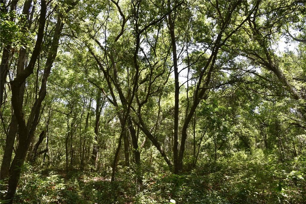 For Sale: $209,000 (12.02 acres)