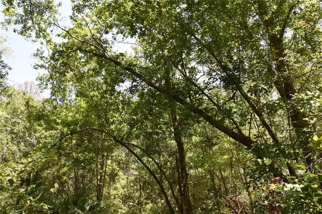 For Sale: $209,000 (12.02 acres)