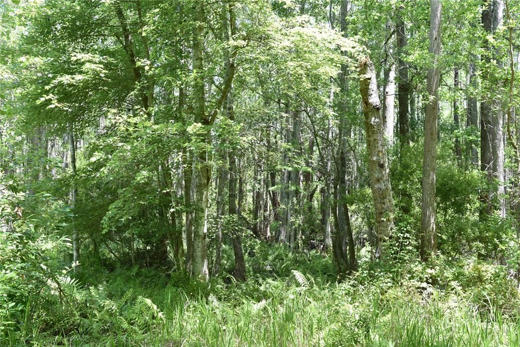 For Sale: $209,000 (12.02 acres)