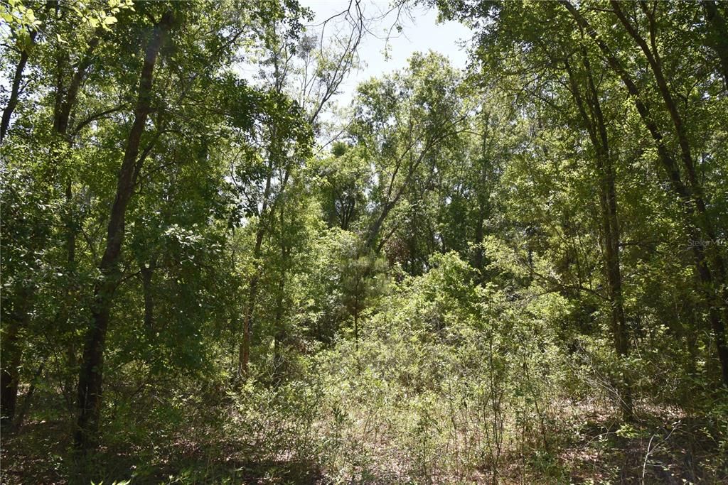 For Sale: $209,000 (12.02 acres)
