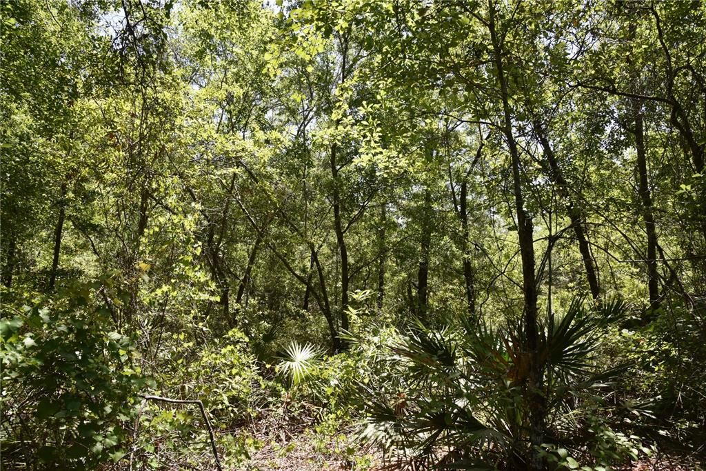 For Sale: $209,000 (12.02 acres)