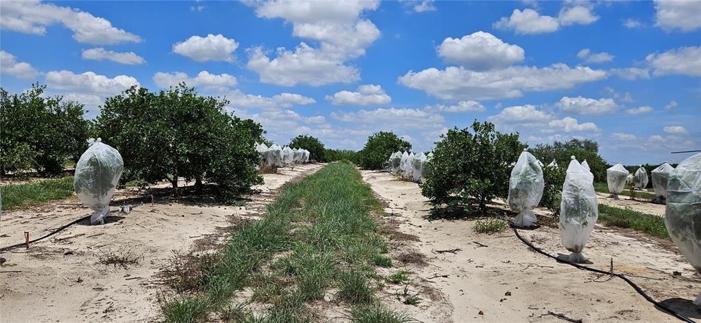 Active With Contract: $527,680 (45.00 acres)
