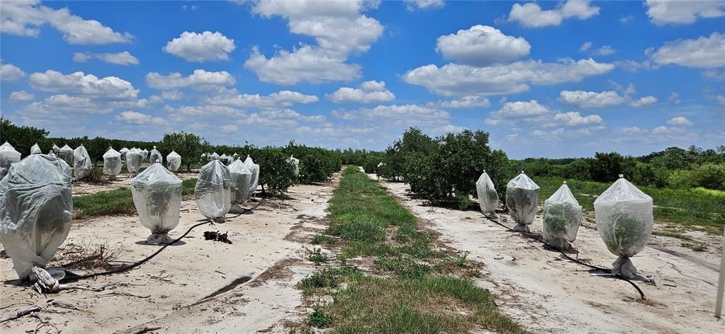 Active With Contract: $527,680 (45.00 acres)