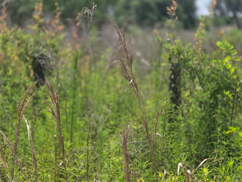 待售: $85,000 (2.68 acres)