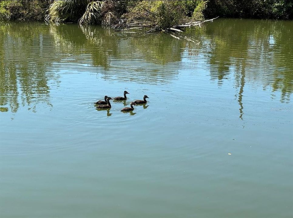 Под контрактом: $148,500 (2 спален, 2 ванн, 1240 Квадратных фут)