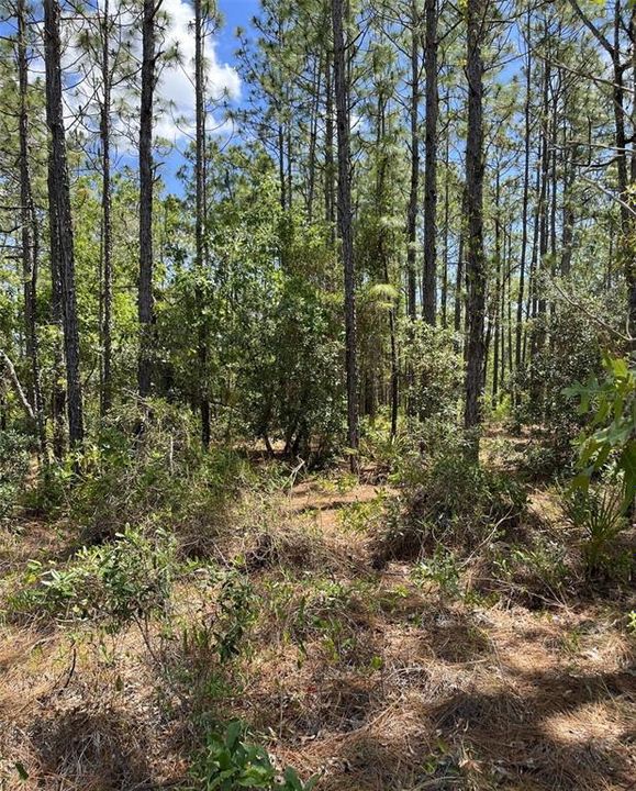 最近售出: $49,900 (0.56 acres)