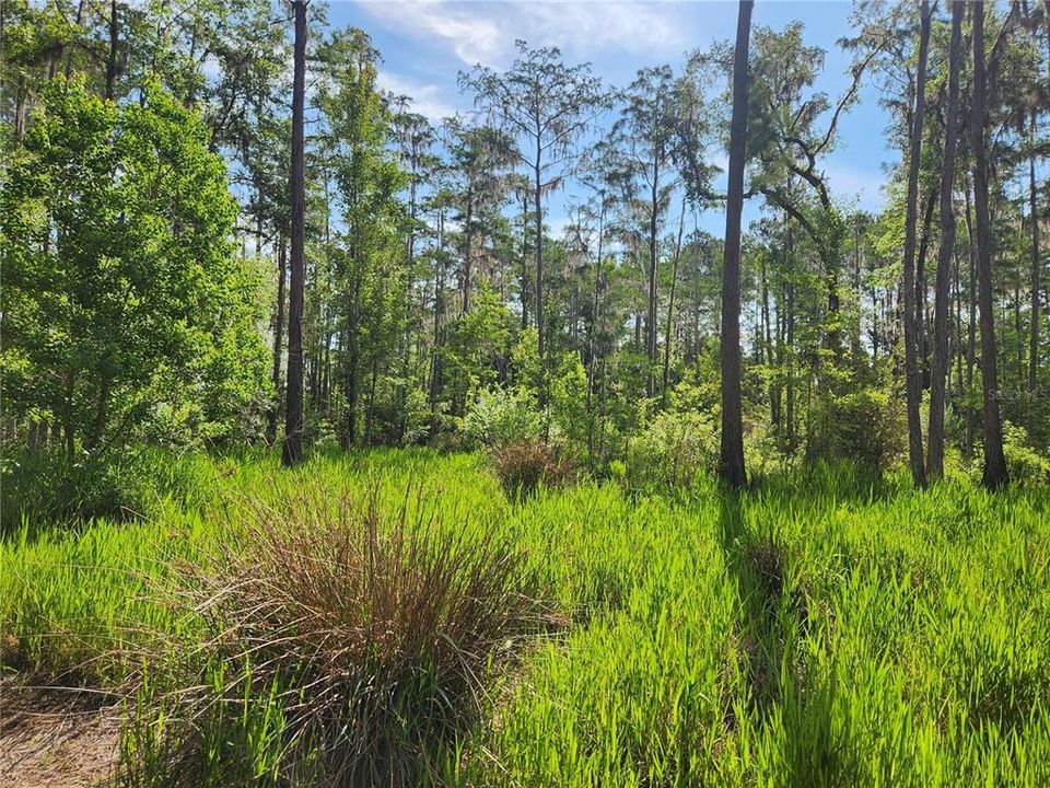 For Sale: $279,000 (9.00 acres)