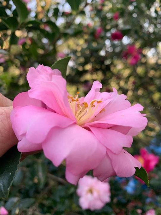 待售: $350,000 (3 贝兹, 2 浴室, 1180 平方英尺)