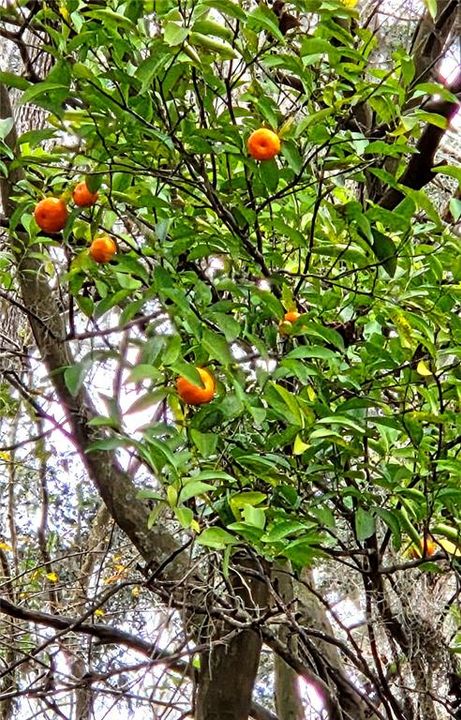 En Venta: $269,000 (10.60 acres)