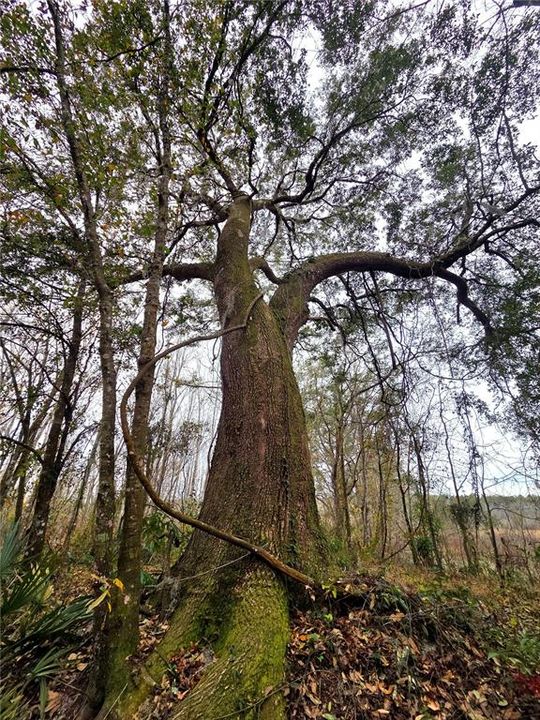 En Venta: $269,000 (10.60 acres)