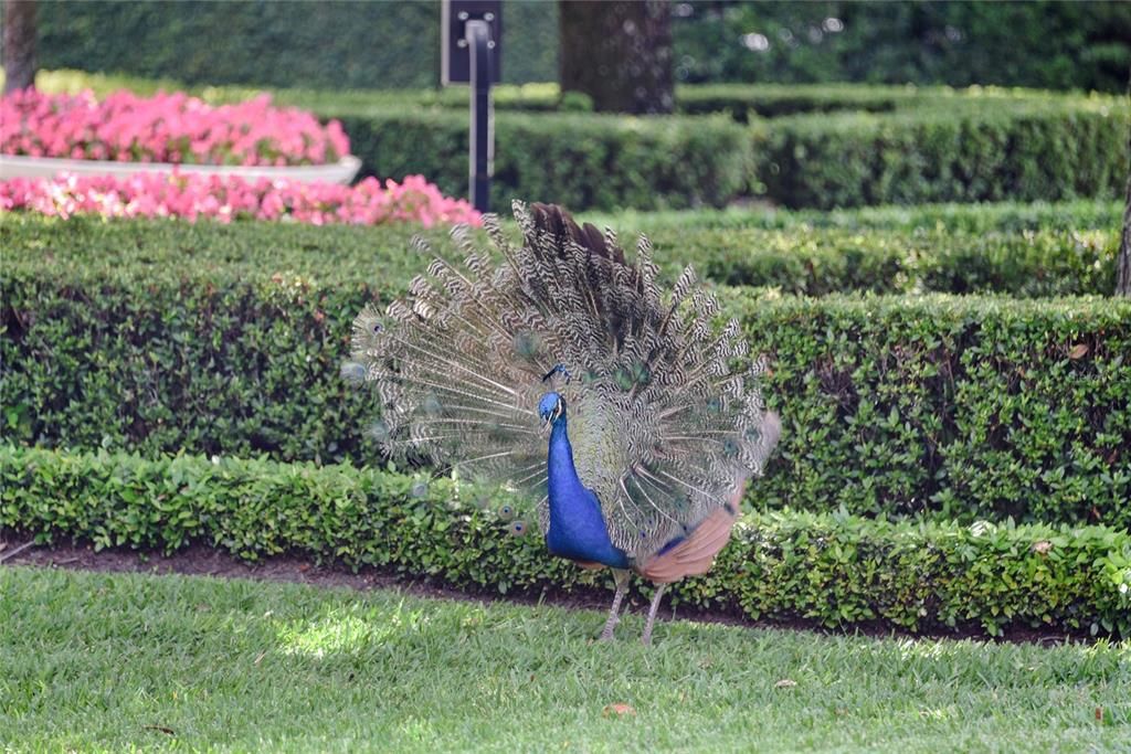 En Venta: $8,500,000 (5 camas, 6 baños, 6502 Pies cuadrados)