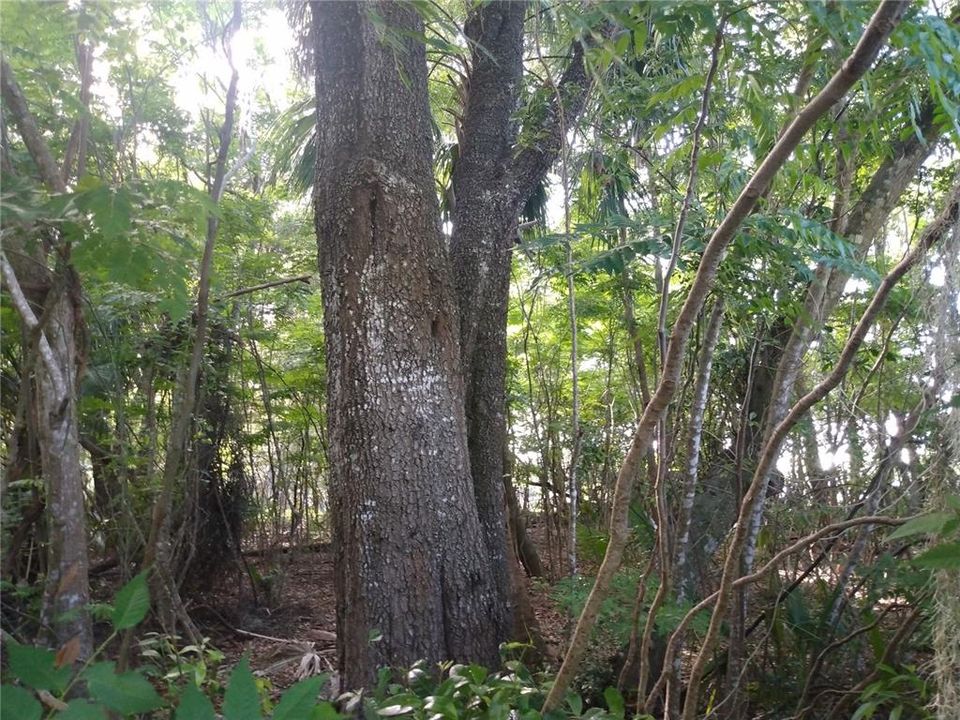 待售: $995,000 (15.62 acres)