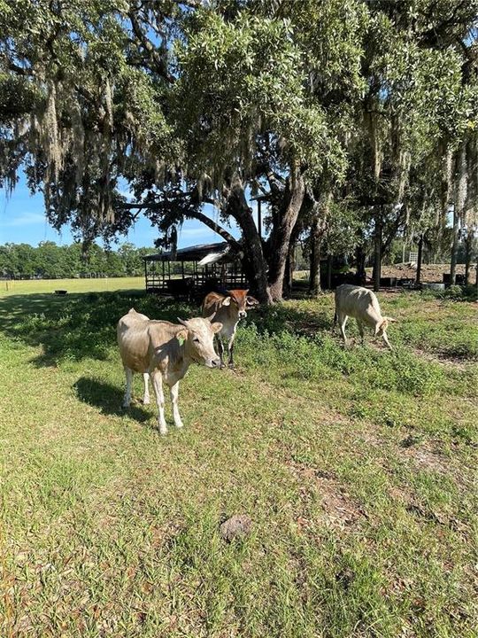 待售: $2,050,000 (3 贝兹, 2 浴室, 1376 平方英尺)