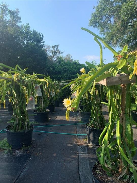 待售: $1,789,900 (7 贝兹, 4 浴室, 6226 平方英尺)