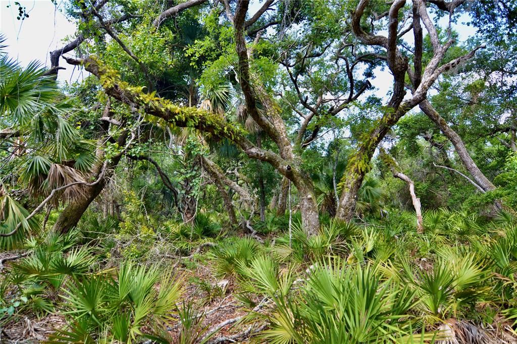 最近售出: $244,990 (50.00 acres)