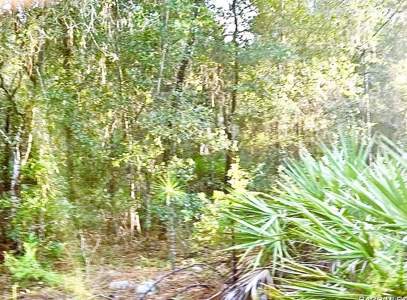 For Sale: $36,000 (1.25 acres)