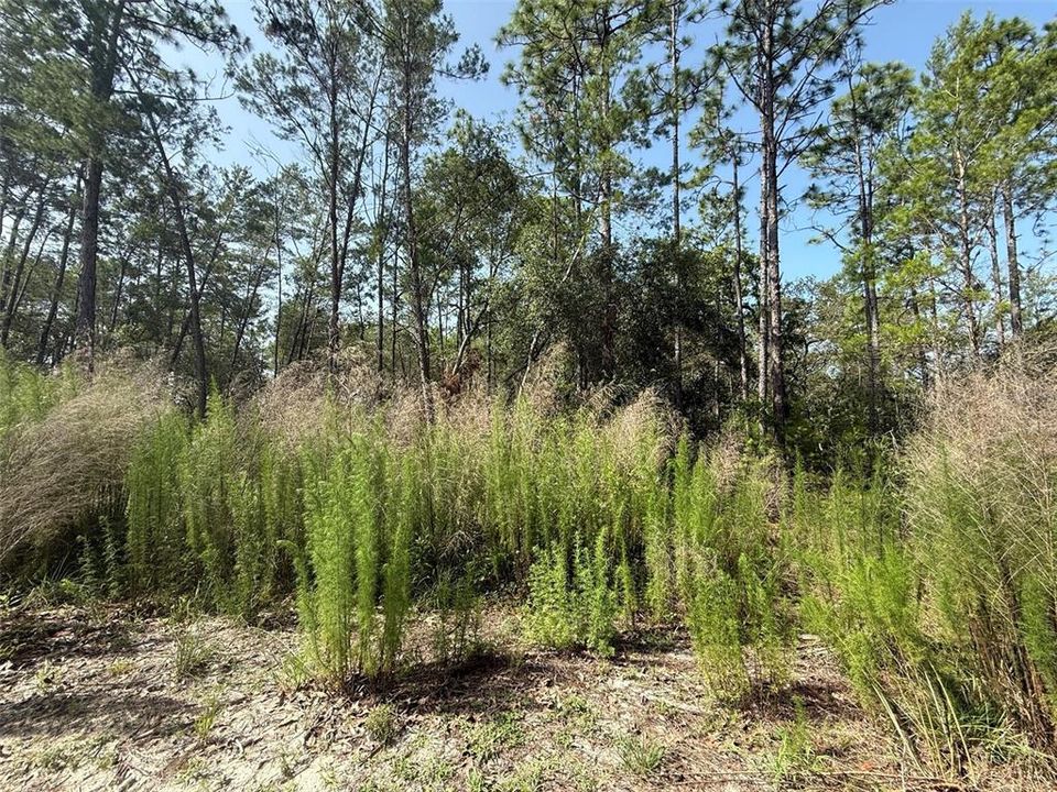 待售: $39,700 (2.67 acres)