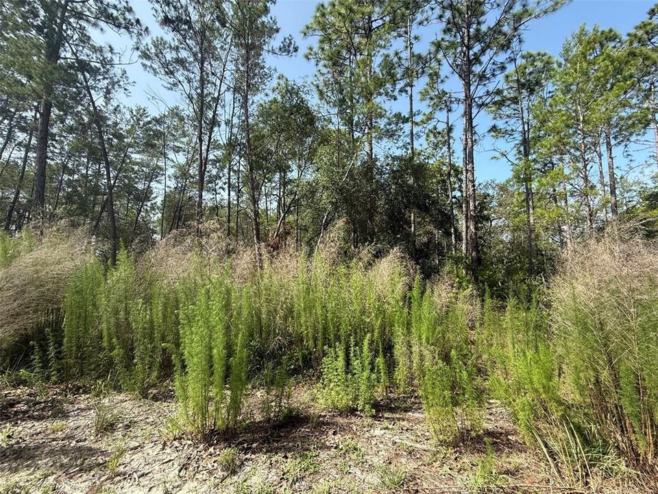 待售: $39,700 (2.67 acres)