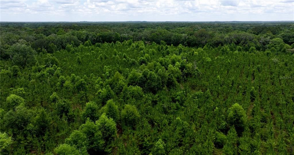 En Venta: $550,000 (30.95 acres)