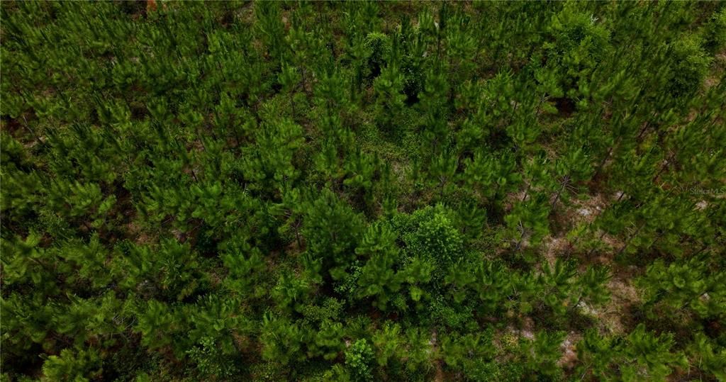 En Venta: $550,000 (30.95 acres)